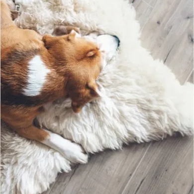 Dog-rug-flooring