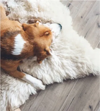 Dog-rug-flooring